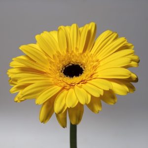 براکت گذاری فوکوس