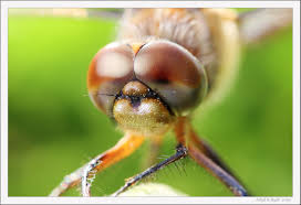Focus Stacking